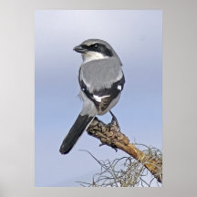 Dummkopf Shrike Druck Plakate