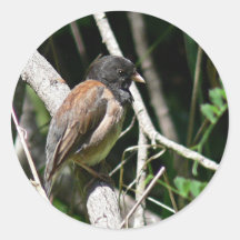 Dunkel-mit Augen Junco Aufkleber