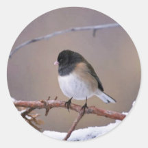 Dunkel-mit Augen Junco Aufkleber
