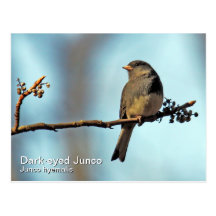 Dunkel-Mit Augen Junco-Postkarte