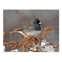 Dunkel-mit Augen Junco-Postkarte