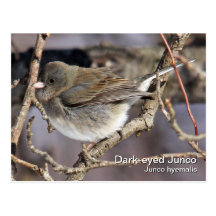 Dunkel-mit Augen Junco-Postkarte