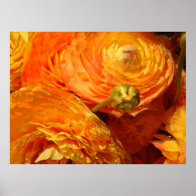 Dunkelgelber Ranunculus Posterdrucke