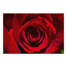 Dunkelrote Rose Kunstphotos