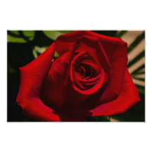 Dunkelroter Rosenfotodruck