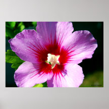 Dunkle lila Rose von Sharon Plakate