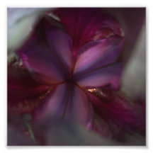Dunkler Ritterdruck - abstrakte Blumen-Reihe 2 Photo Drucke