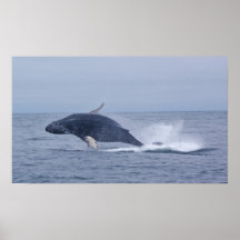 Durchbrechen des Buckel-Wal-Kalb-Druckes Plakate