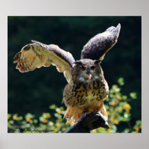 Eagle-Eule Poster