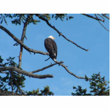 EAGLE-Foto-Skulptur Foto Figuren