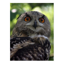 Eagle-owl Wens Kaart