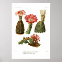 Echinocereus-Spezies Poster
