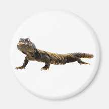 Echse Eidechse lizard Magnete