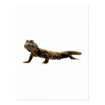Echse Eidechse lizard Postkarte
