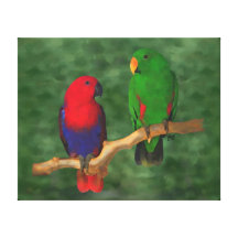 Eclectus Papageien Gespannter Galerie Druck