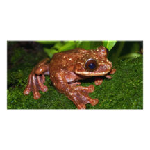 Ecnomiohyla Rabborum Rabbs Fransen-Limbed Baum-Fro Bild Karte