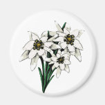 Edelweiss Blumen Kühlschrankmagnete