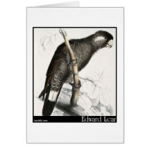 Edward Lear Baudins Cockatoo Karten