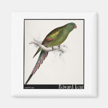 Edward Lear Blüte-Mit Federn versehener Parakeet Magnete