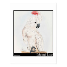Edward Lear Cockatoo Lachs-Mit Haube Postkarte