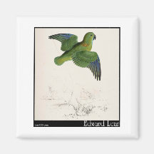 Edward Lear ergatterter Parakeet im Flug Magnete