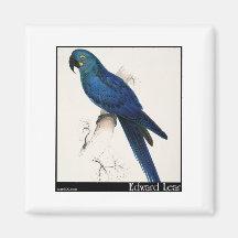 Edward Lear HyazintheMacaw Magnete