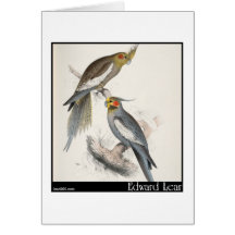 Edward Lear neuer HollandParakeet Karte