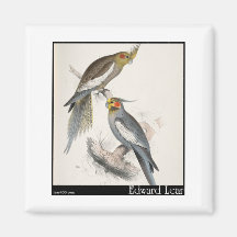 Edward Lear neuer HollandParakeet Magnete