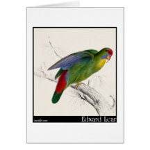 Edward Lear Rot-Konfrontierter Parakeet Karten