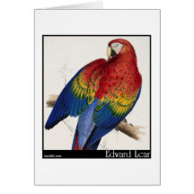 Edward Lear roter und gelber Macaw Karte
