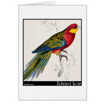 Edward Lear Stanleyparakeet-Erwachsener Karte