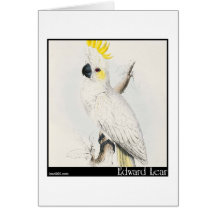 Edward Lear wenig Cockatoo Schwefel-Mit Haube Karten