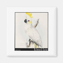 Edward Lear wenig Cockatoo Schwefel-Mit Haube Magnete