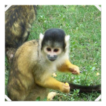Eichhörnchen-Affe-Einladung