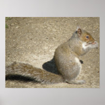Eichhörnchen, das Zeit-Druck füttert Plakate