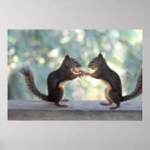 Eichhörnchen, die ein Erdnuss-Foto teilen Plakatdrucke