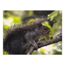 Eichhörnchen Kunst Fotos