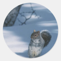 Eichhörnchen im Schnee Aufkleber