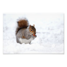 Eichhörnchen im Winter Fotodruck