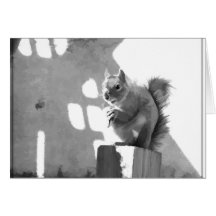 Eichhörnchen - Karte