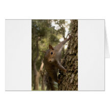 Eichhörnchen Karte