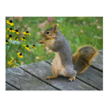 Eichhörnchen mit Keks / Squirrel with cookie Postkarten
