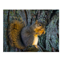 Eichhörnchen mit Keks / Squirrel with cookie Postkarten