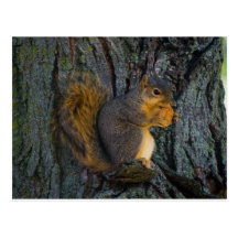 Eichhörnchen mit Keks / Squirrel with cookie Postkarten