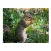 Eichhörnchen mit Keks / Squirrel with cookie Postkarte