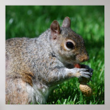 Eichhörnchen mit Nuss-Plakat