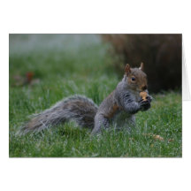 Eichhörnchen Notecard Grußkarten