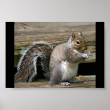 Eichhörnchen Plakate