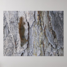 Eichhörnchen Plakatdrucke