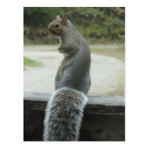Eichhörnchen Postkarten